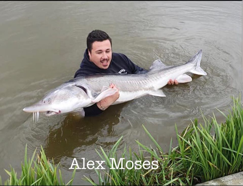 moses sturgeon