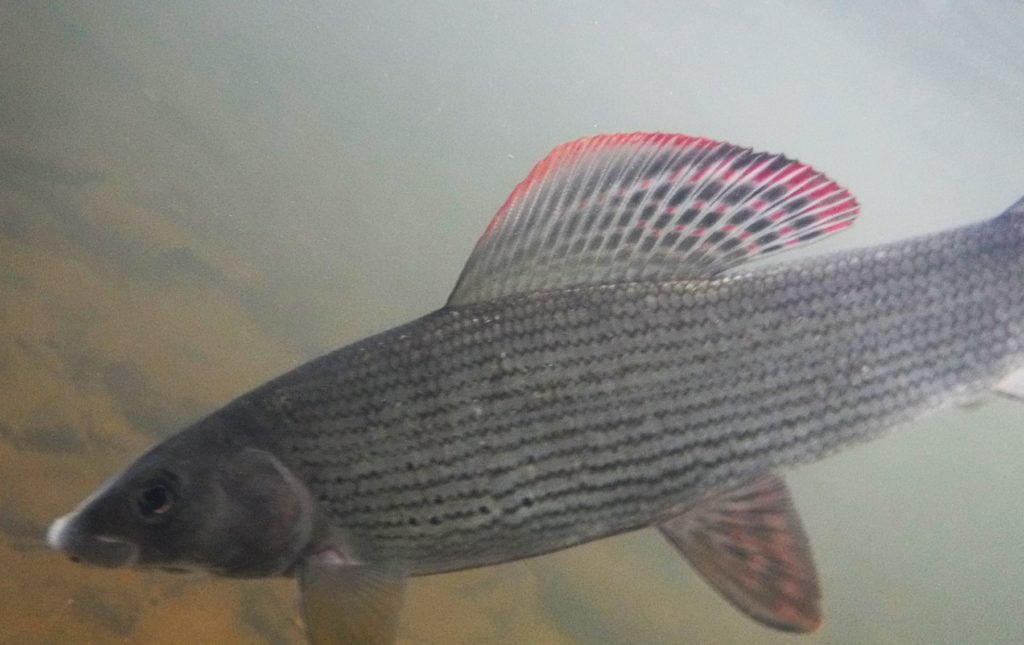 river rhymney grayling fishing