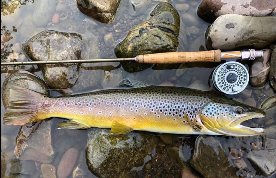 tawe angling river trout