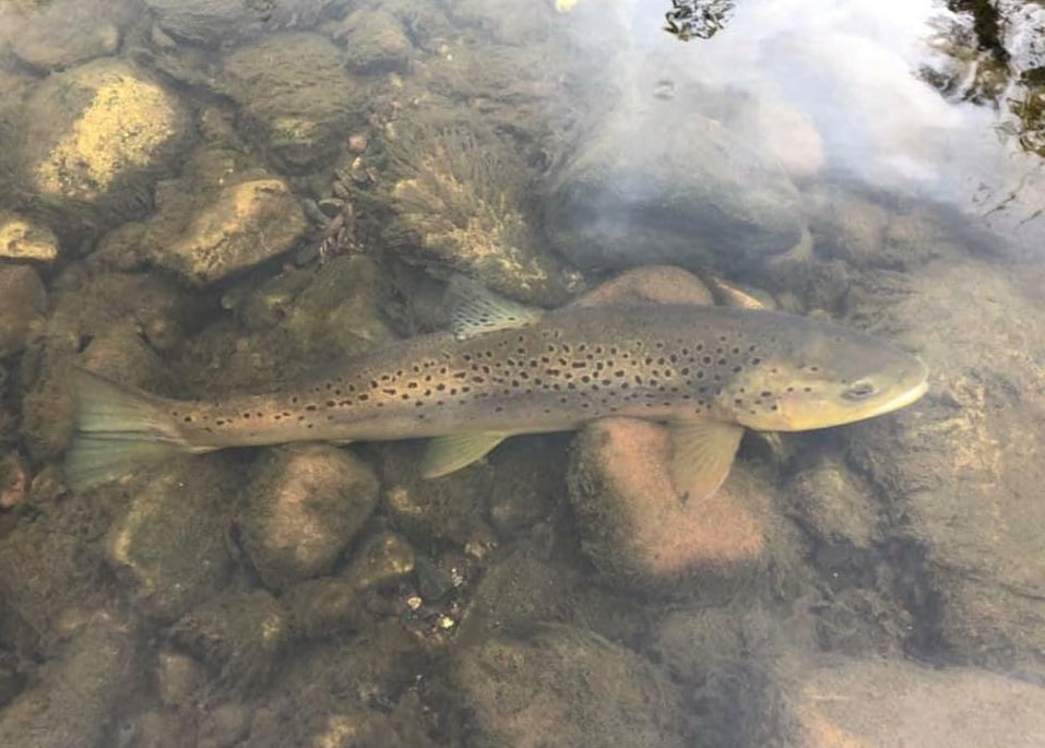 tawe angling trout