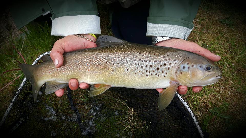 Tawe & Tributaries Angling Association Brynhenllys Stillwater Fishery
