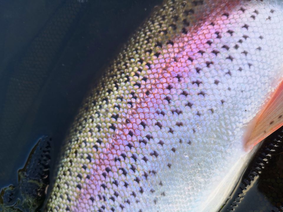 ynys y fro rainbow trout fishing
