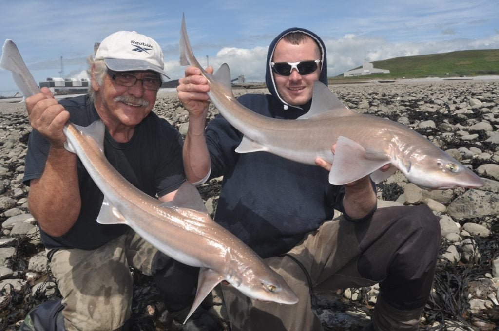 smooth-hound fishing Wales