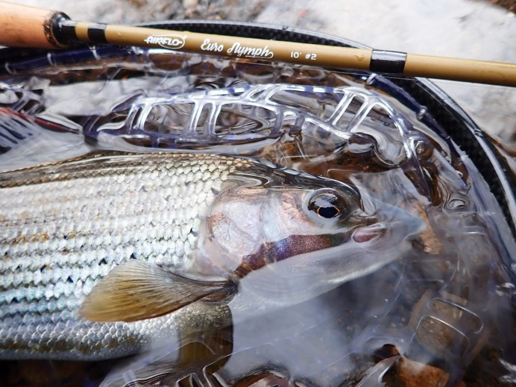 River Rhymney grayling