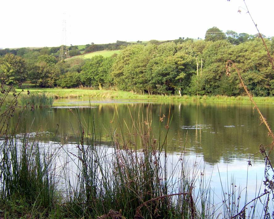 coynant carp lake gower