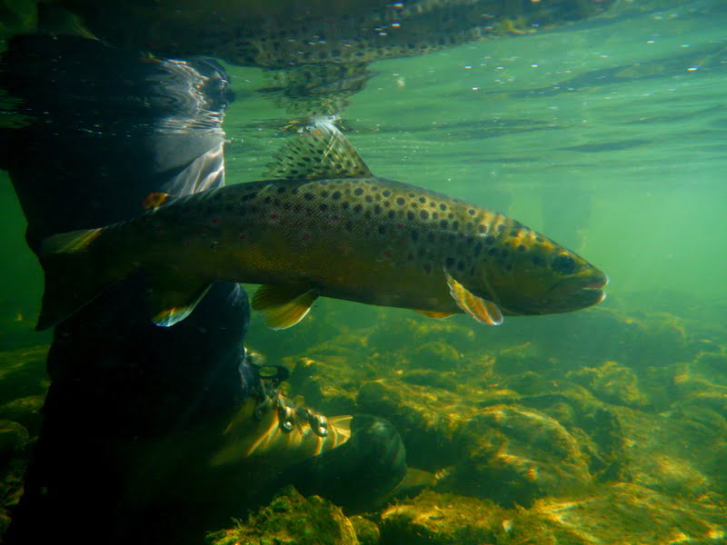 river rhondda fishing