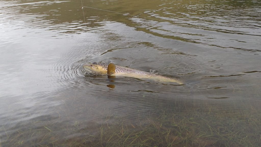 A wild brown trout that took a wet fly
