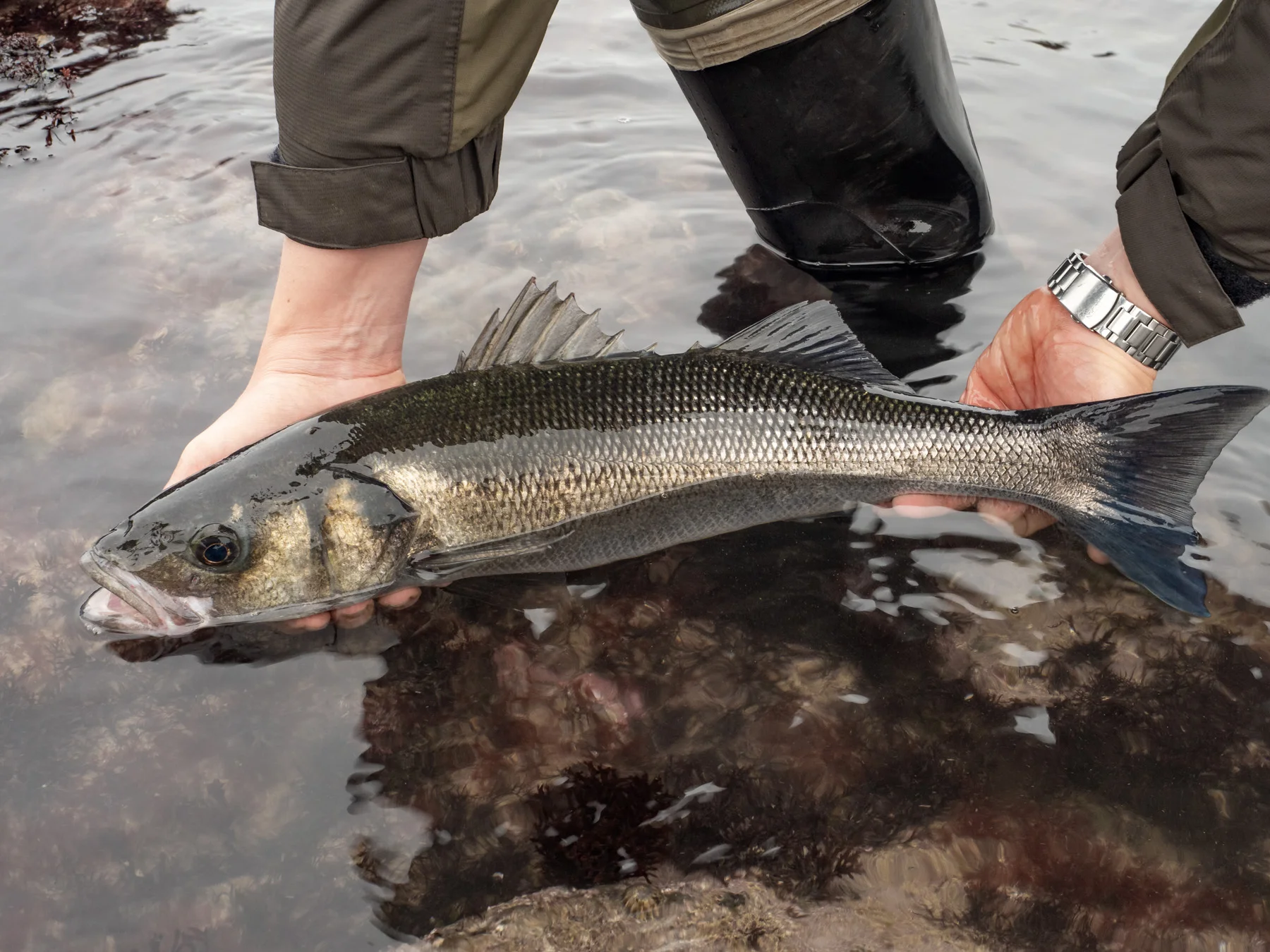Bass fishing in Wales