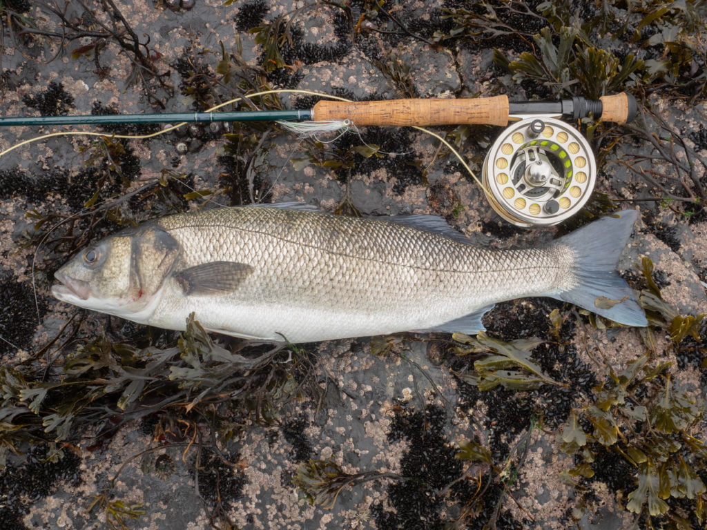 a fly caught bass