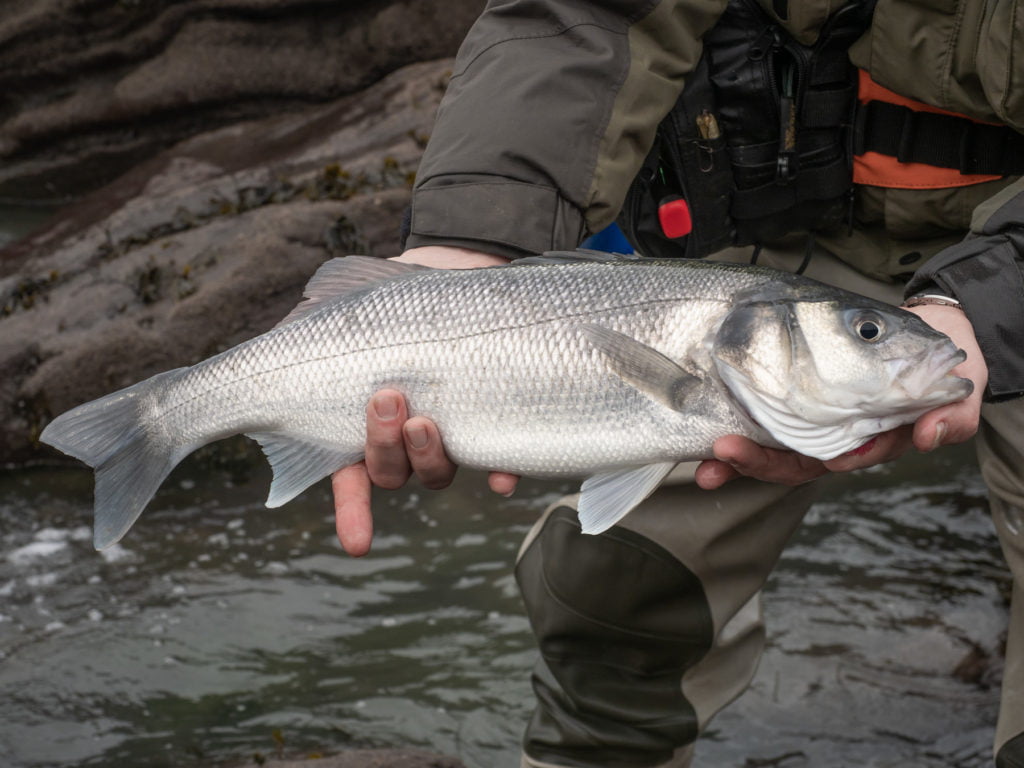 sea bass fishing west wales