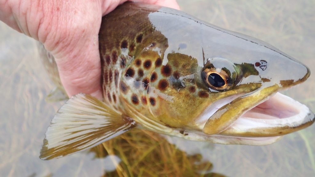 wild welsh trout from the elan valley