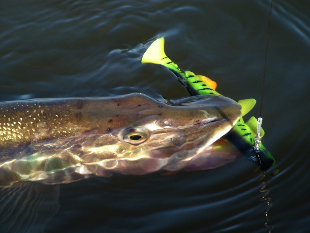 llangorse lake pike fishing