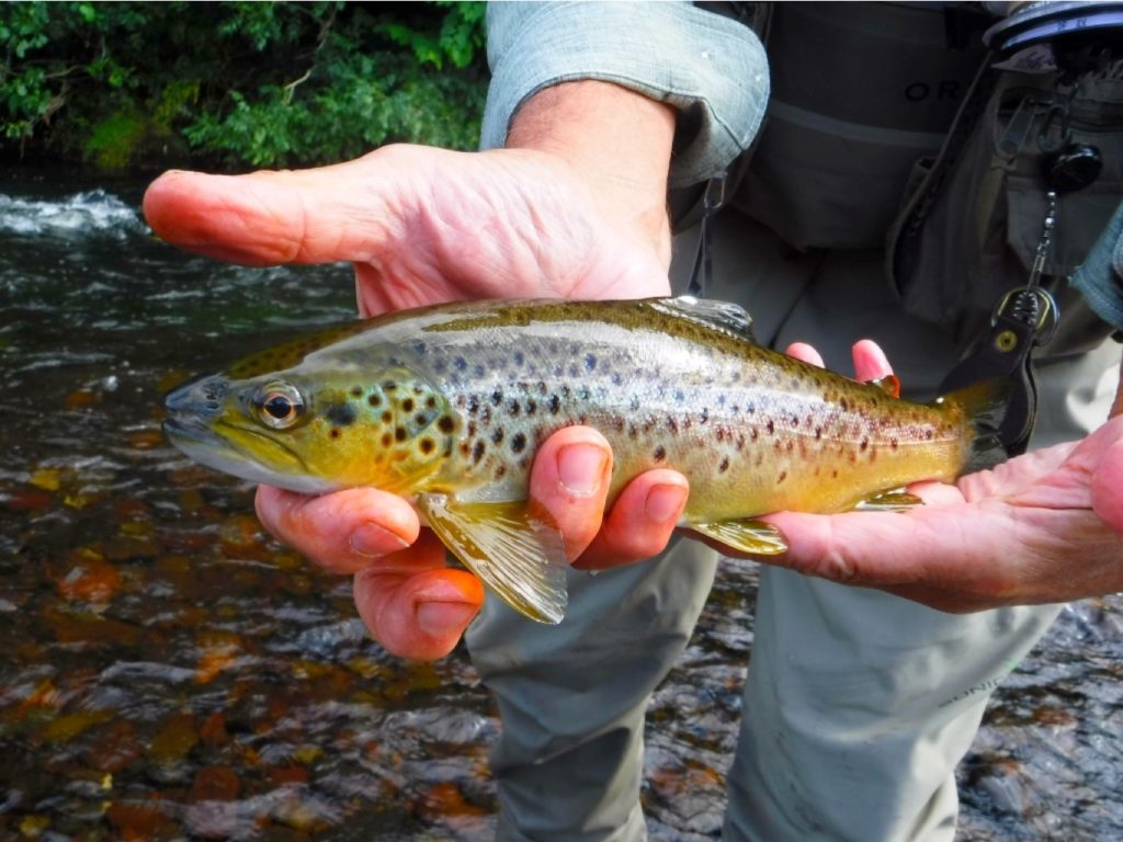 River Rhondda brown