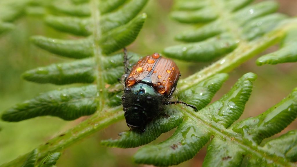 Coch-y-Bonddu beetle