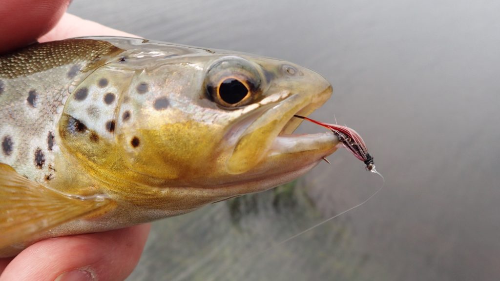 nant y moch trout