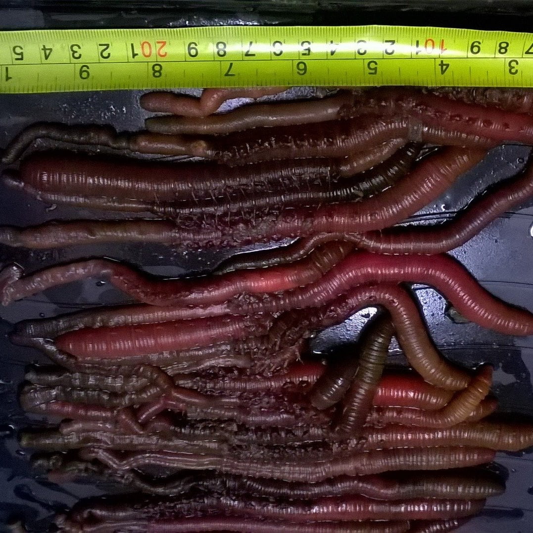 wales bait supply