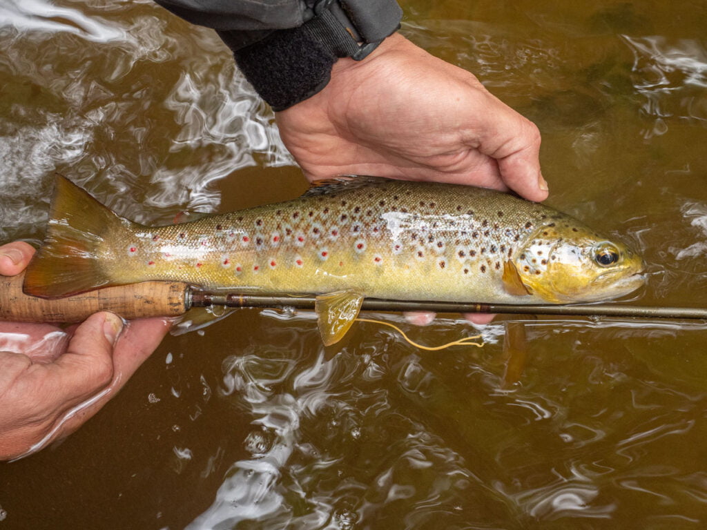 Wild brown trout Wales