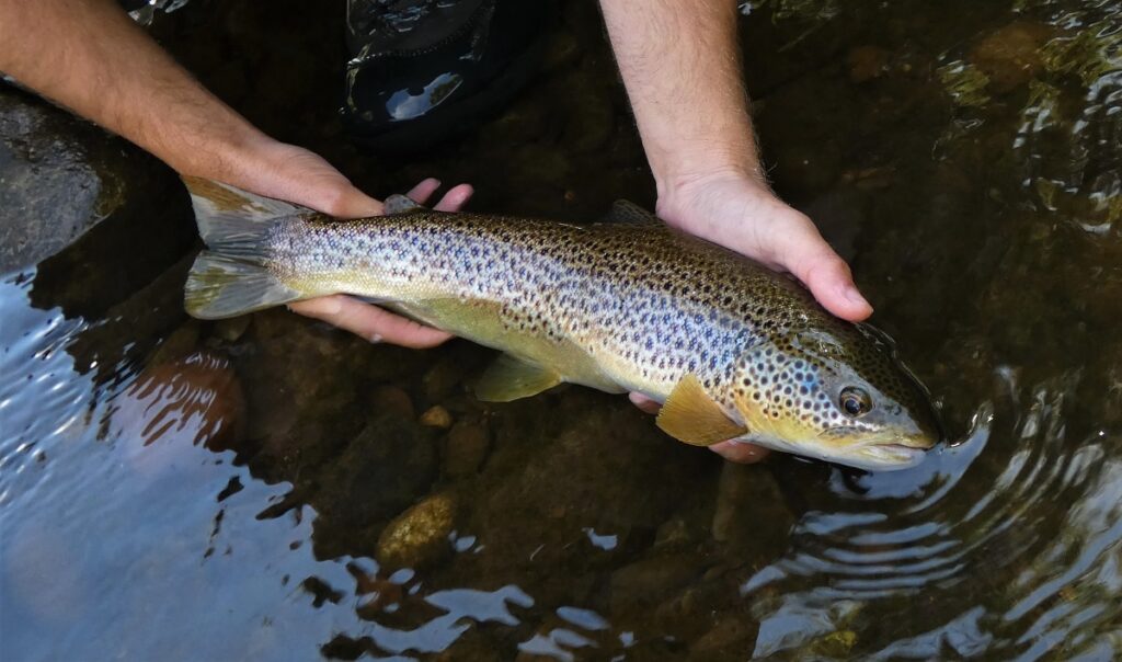 Fly Fishing the river Usk VIDEO - Fishing in Wales