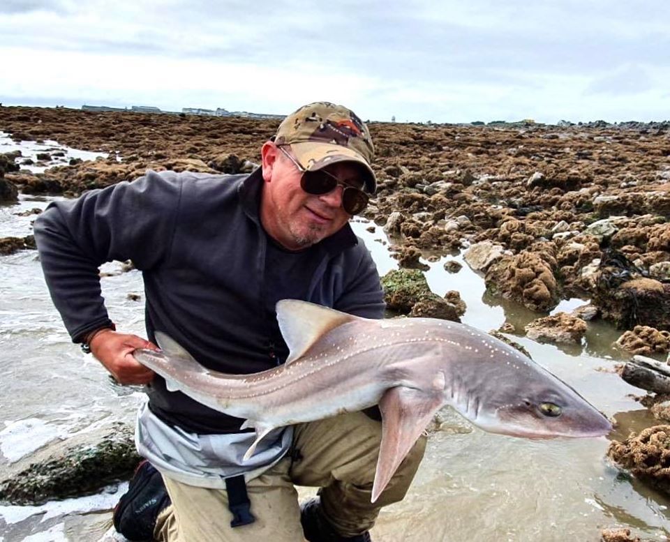 Smooth hound fishing Wales