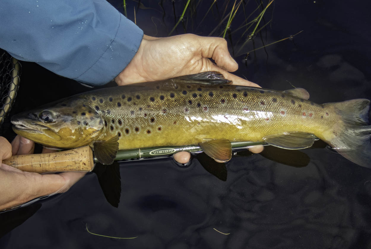 Wild brown trout Wales