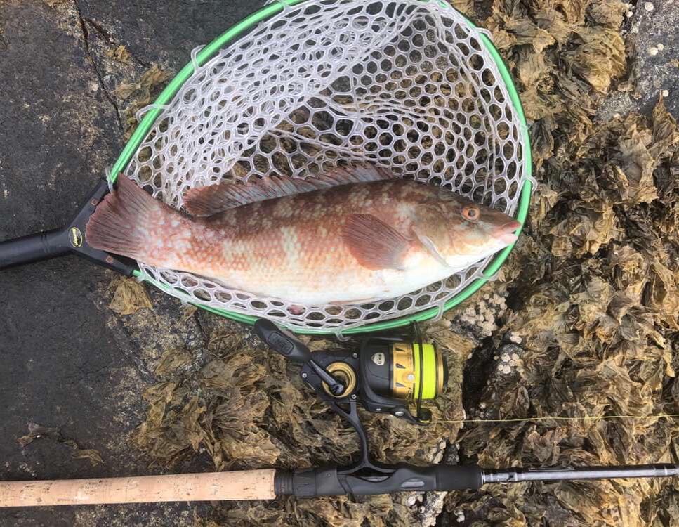 wrasse fishing wales