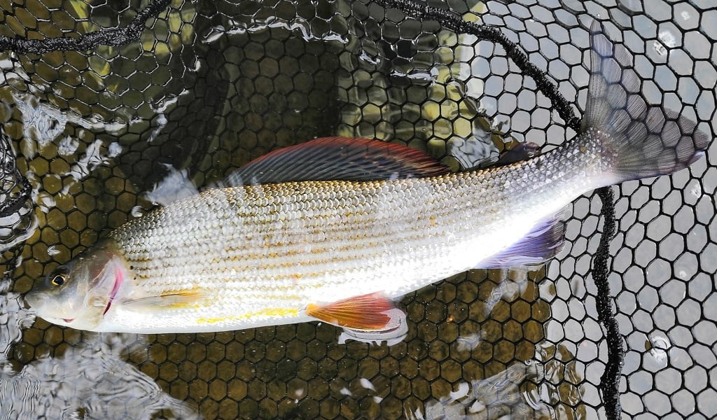 Grayling fishing in wales