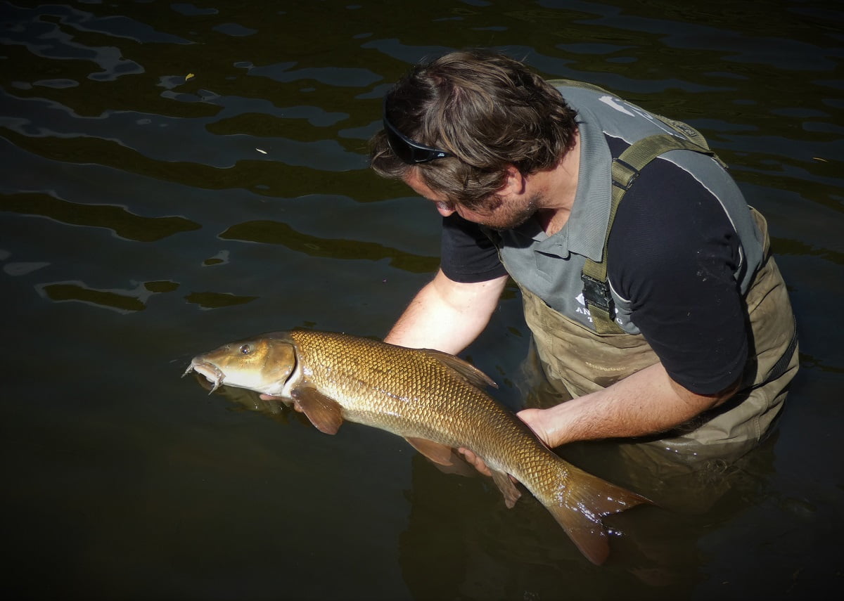 Barbel Fishing In Wales Fishing in Wales
