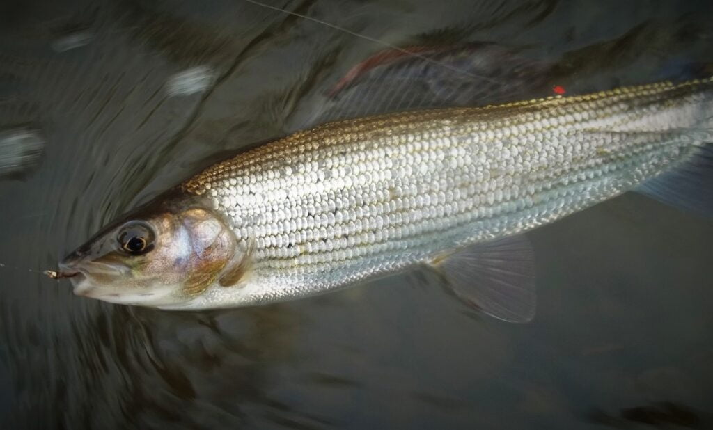 grayling fishing in wales