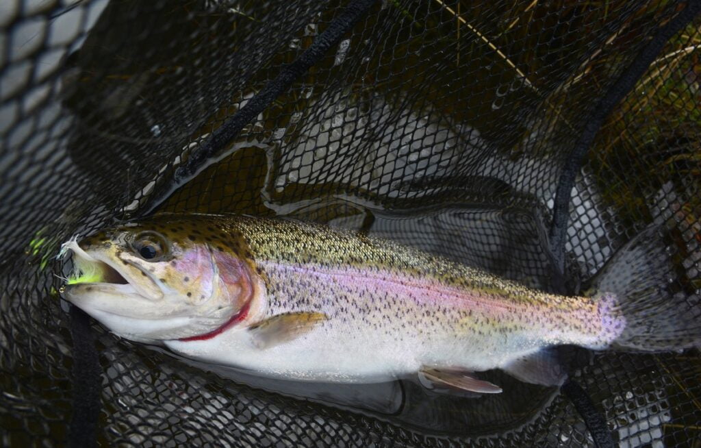 trout fishing llyn gwyn