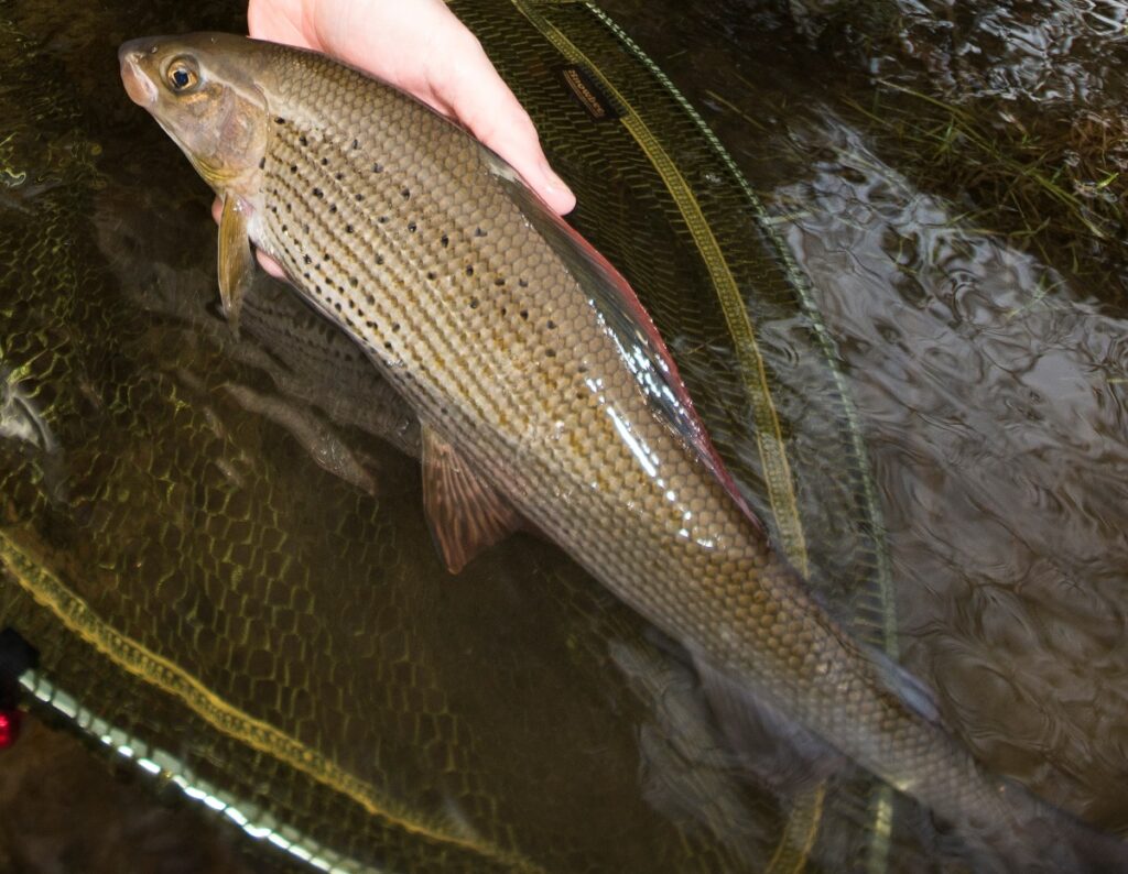 River Irfon grayling