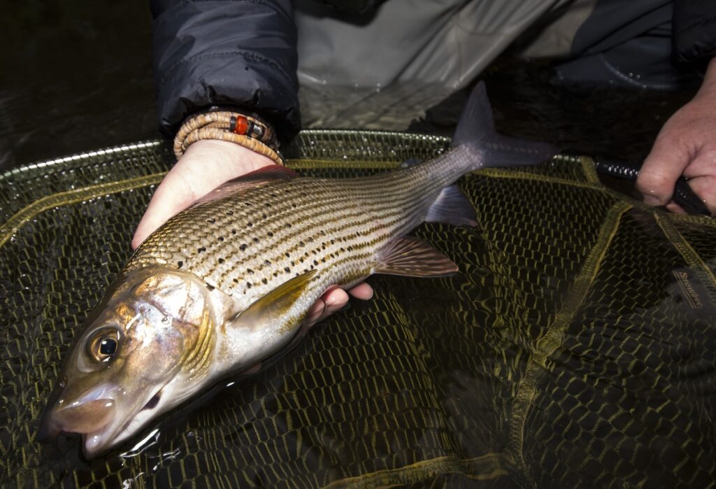 River Irfon grayling fishing