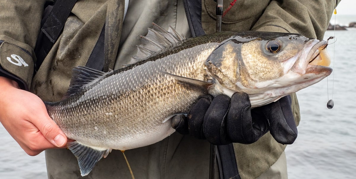 Tackle up for Bass fishing - VIDEO - Fishing in Wales