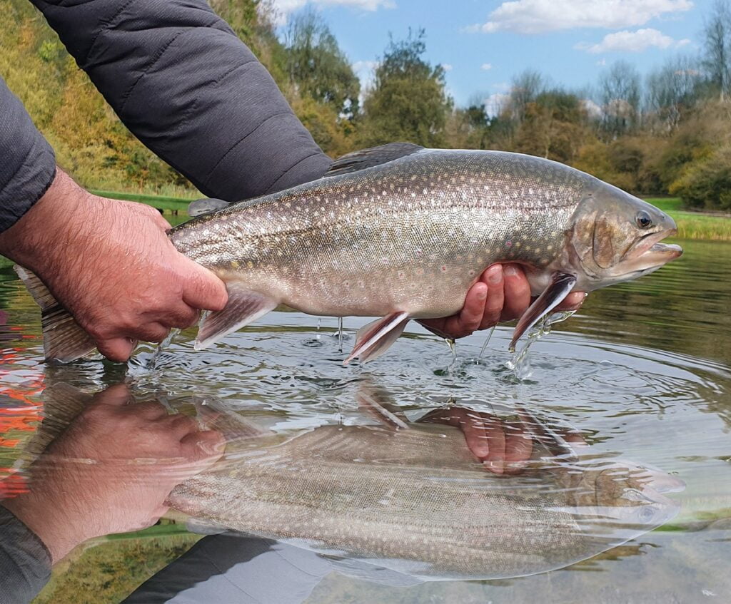 Spartic trout fishing Wales
