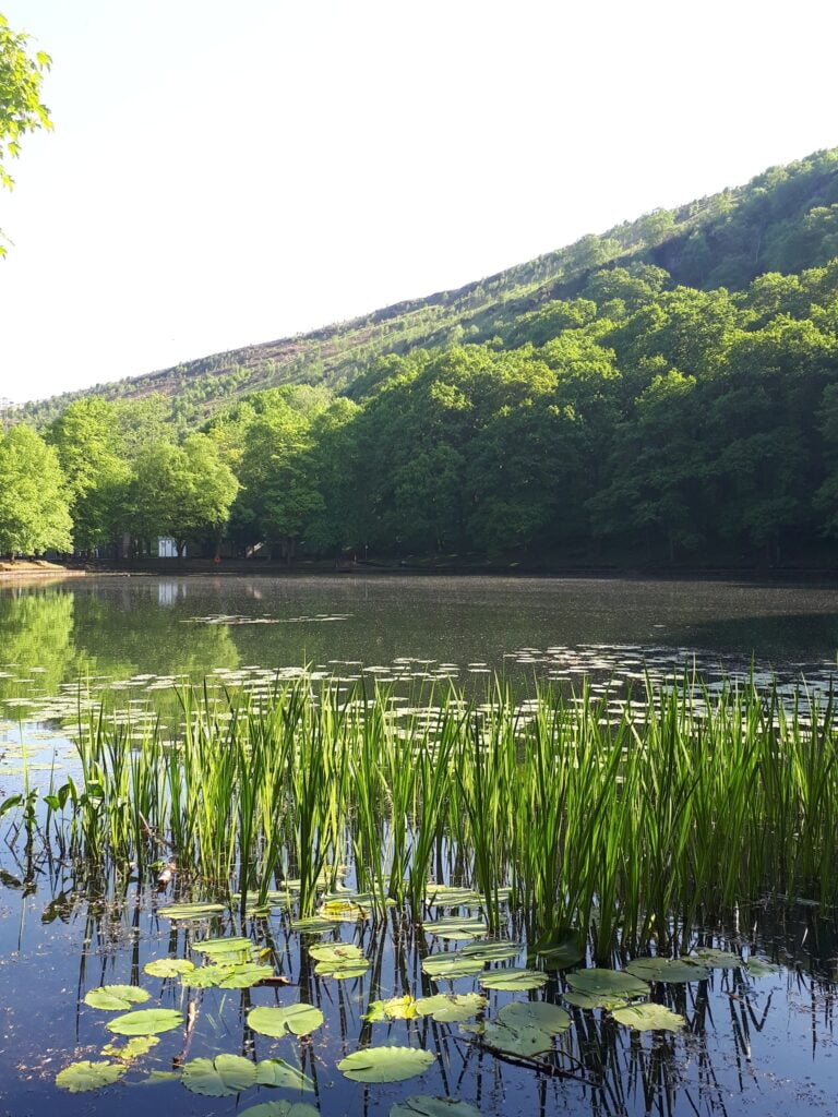 darran park lake