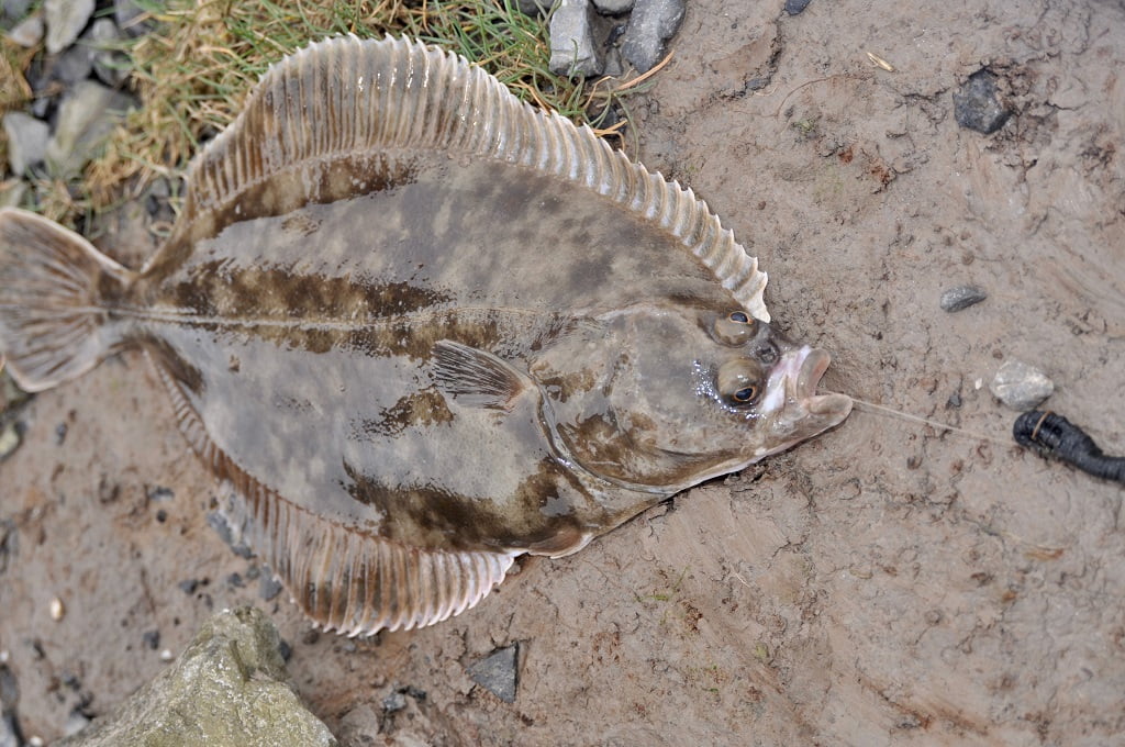 flounder fishing in Wales