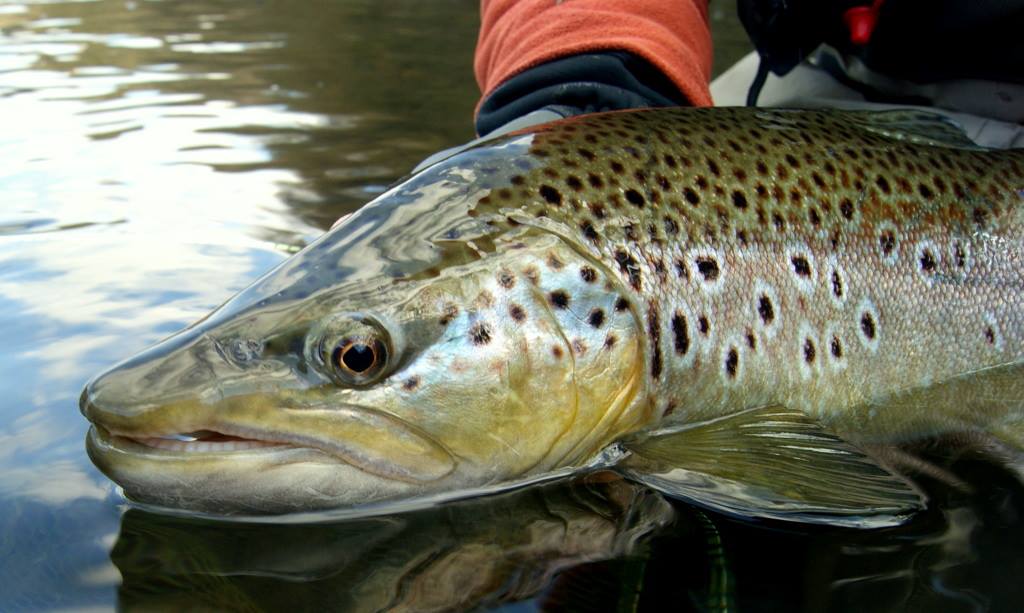 trout fishing on the Taff