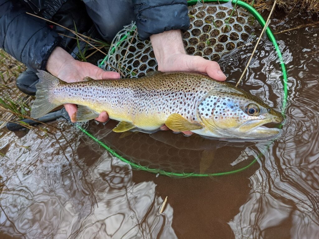 river usk trout