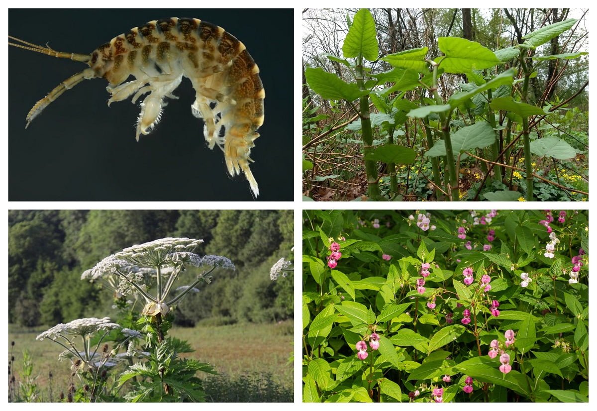invasive species week
