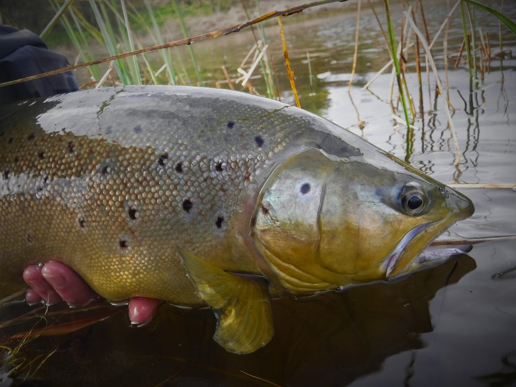 llyn oerfa trout