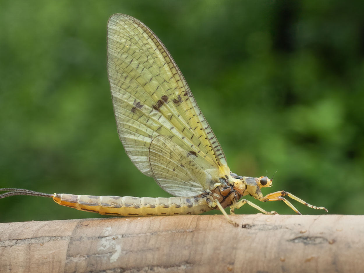 Mayfly fishing Wales