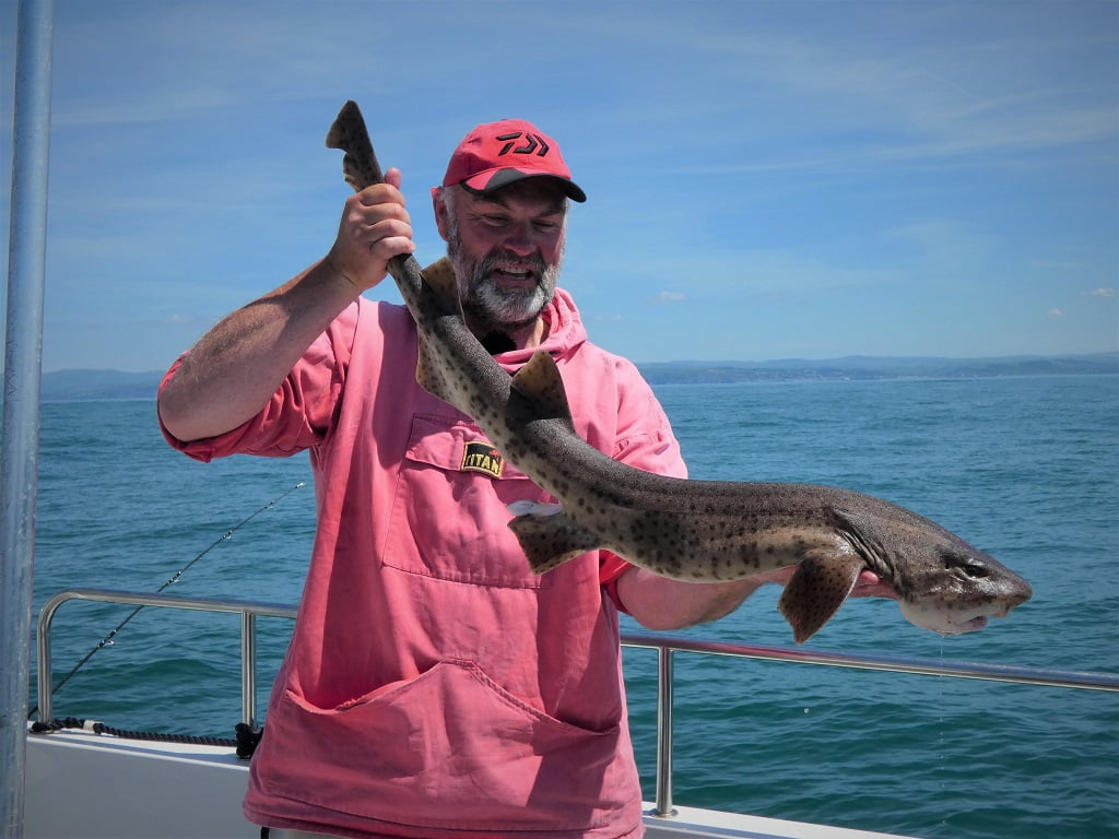 bull huss fishing Wales