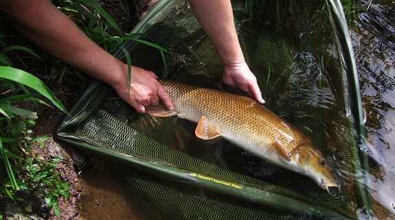 How to Take Care of Your Catch