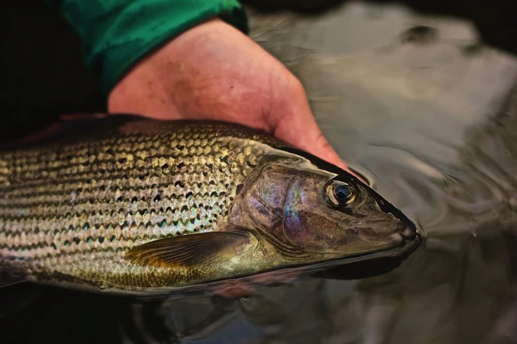 grayling fishcare