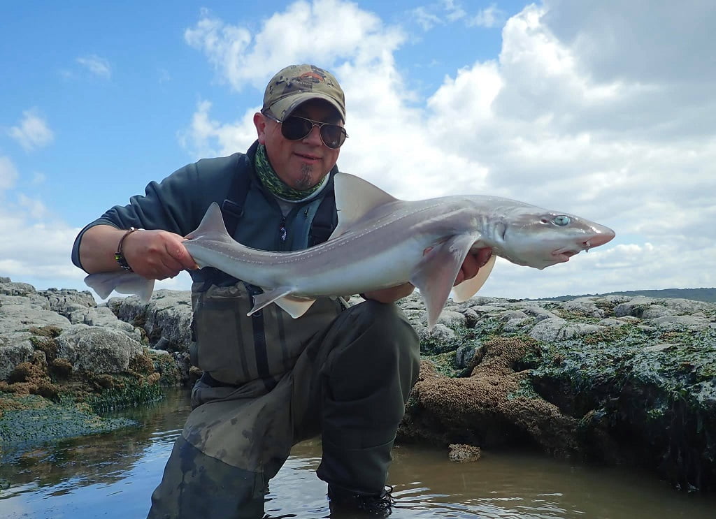 smoothhounds fishing wales