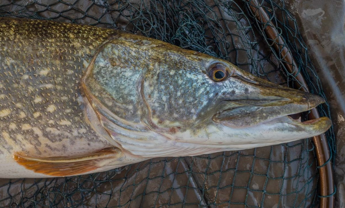 llangorse lake pike fishing