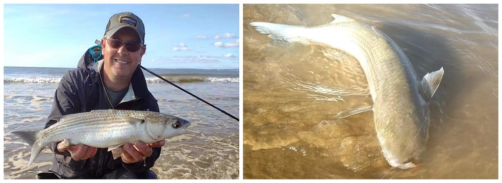 mullet fishing wales