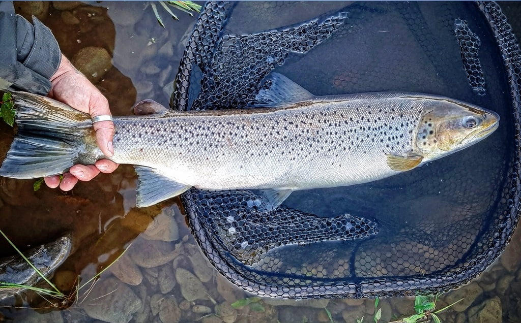 river towy sea trout fishing