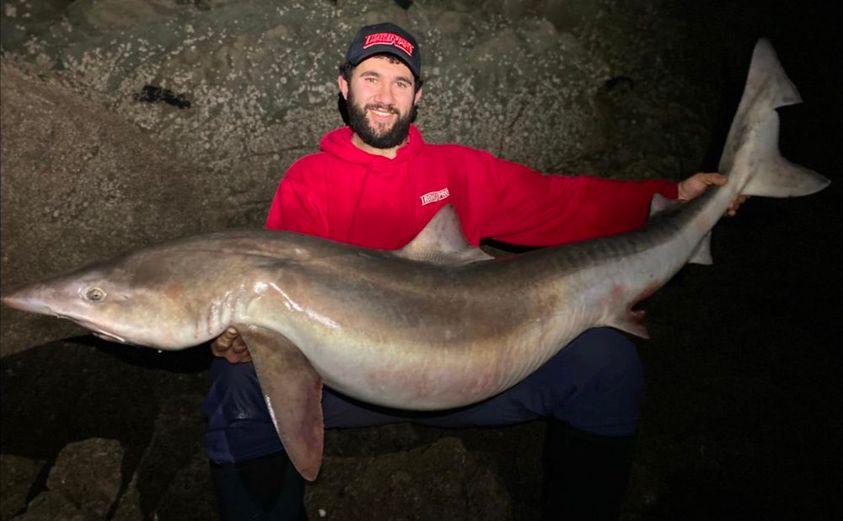 welsh shore caught tope