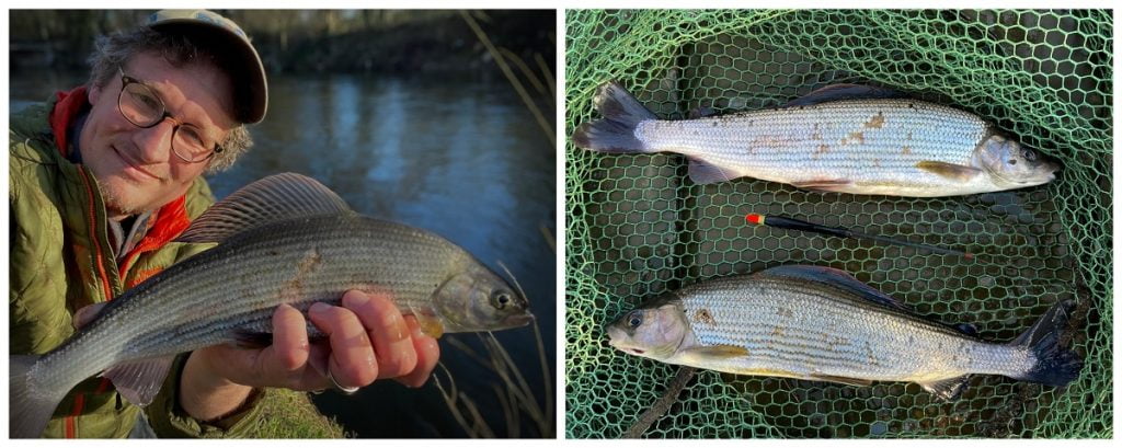 welsh grayling