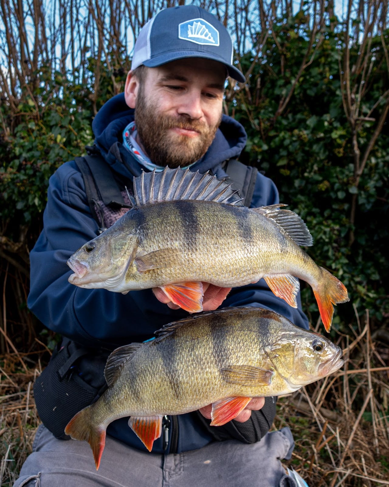 Get on the Ned rig for big perch